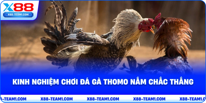 kinh-nghiem-choi-da-ga-thomo-nam-chac-thang